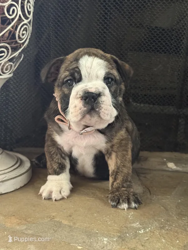 SweetPea – English Bulldog puppy for sale in Monroe, GA