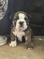 SweetPea, a female English Bulldog for sale in Monroe, GA – Photo 1 of 5
