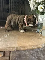 SweetPea, a female English Bulldog for sale in Monroe, GA – Photo 5 of 5