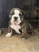SweetPea, a female English Bulldog for sale in Monroe, GA – Photo 2 of 5