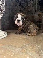 SweetPea, a female English Bulldog for sale in Monroe, GA – Photo 3 of 5