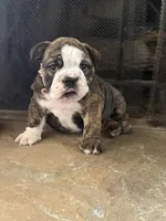 SweetPea, a female English Bulldog for sale in Monroe, GA – Photo 4 of 5