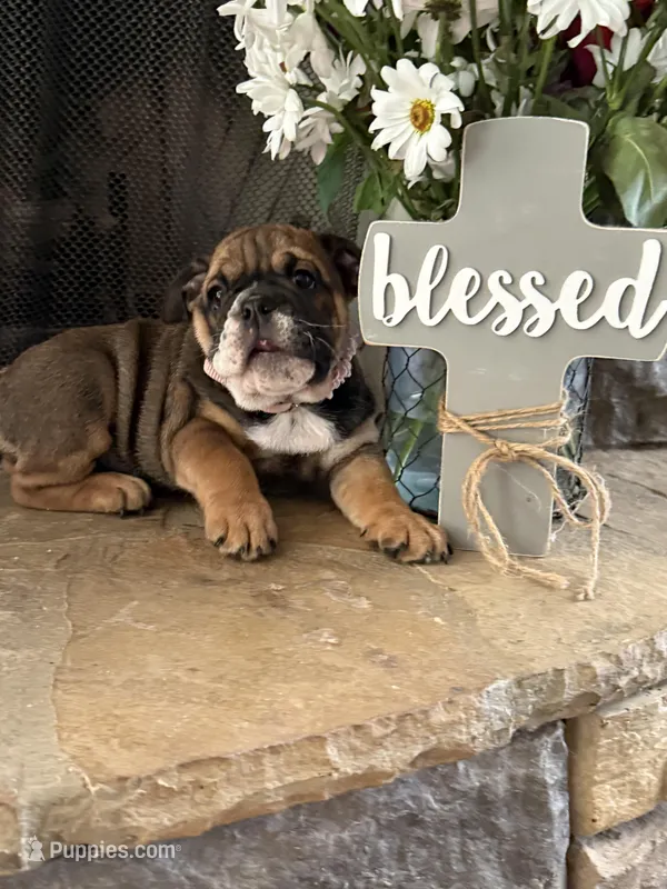 Daisy – English Bulldog puppy for sale in Monroe, GA