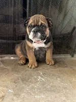 Daisy, a female English Bulldog for sale in Monroe, GA – Photo 2 of 4
