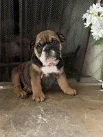 Daisy, a female English Bulldog for sale in Monroe, GA – Photo 3 of 4