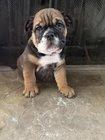 Daisy, a female English Bulldog for sale in Monroe, GA – Photo 4 of 4