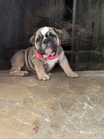 Blossom , a female English Bulldog for sale in Monroe, GA – Photo 5 of 6