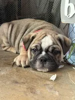 Blossom , a female English Bulldog for sale in Monroe, GA – Photo 4 of 6