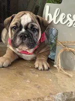 Blossom , a female English Bulldog for sale in Monroe, GA – Photo 2 of 6