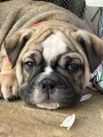 Blossom , a female English Bulldog for sale in Monroe, GA – Photo 1 of 6