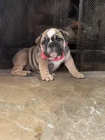 Blossom , a female English Bulldog for sale in Monroe, GA – Photo 6 of 6