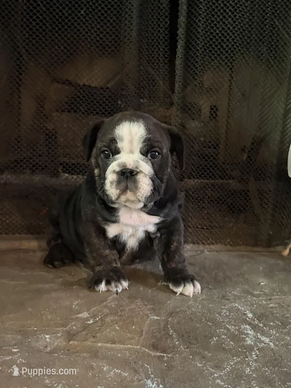Clover – English Bulldog puppy for sale in Monroe, GA
