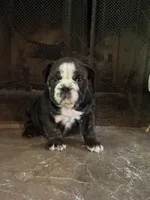 Clover, a female English Bulldog for sale in Monroe, GA – Photo 3 of 5