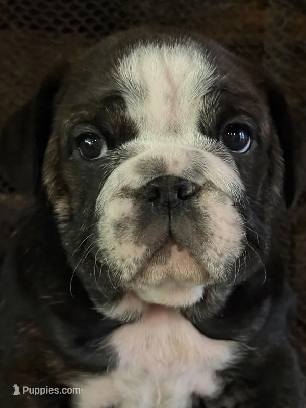 Clover – English Bulldog puppy for sale in Monroe, GA