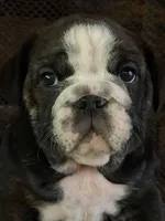 Clover, a female English Bulldog for sale in Monroe, GA – Photo 1 of 5