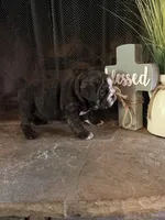 Clover, a female English Bulldog for sale in Monroe, GA – Photo 5 of 5