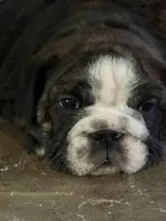 Clover, a female English Bulldog for sale in Monroe, GA – Photo 2 of 5