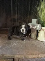 Clover, a female English Bulldog for sale in Monroe, GA – Photo 4 of 5