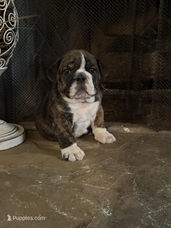 Lily – English Bulldog puppy for sale in Monroe, GA