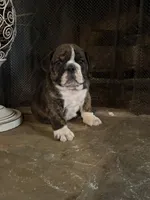 Lily, a female English Bulldog for sale in Monroe, GA – Photo 1 of 4