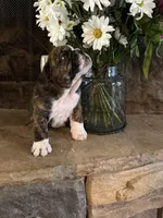 Lily, a female English Bulldog for sale in Monroe, GA – Photo 3 of 4