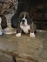 Lily, a female English Bulldog for sale in Monroe, GA – Photo 4 of 4