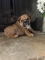 Hatch, a male English Bulldog for sale in Monroe, GA – Photo 3 of 5