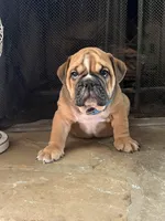 Hatch, a male English Bulldog for sale in Monroe, GA – Photo 4 of 5