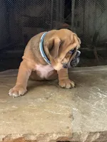 Hatch, a male English Bulldog for sale in Monroe, GA – Photo 2 of 5