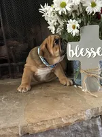 Hatch, a male English Bulldog for sale in Monroe, GA – Photo 5 of 5