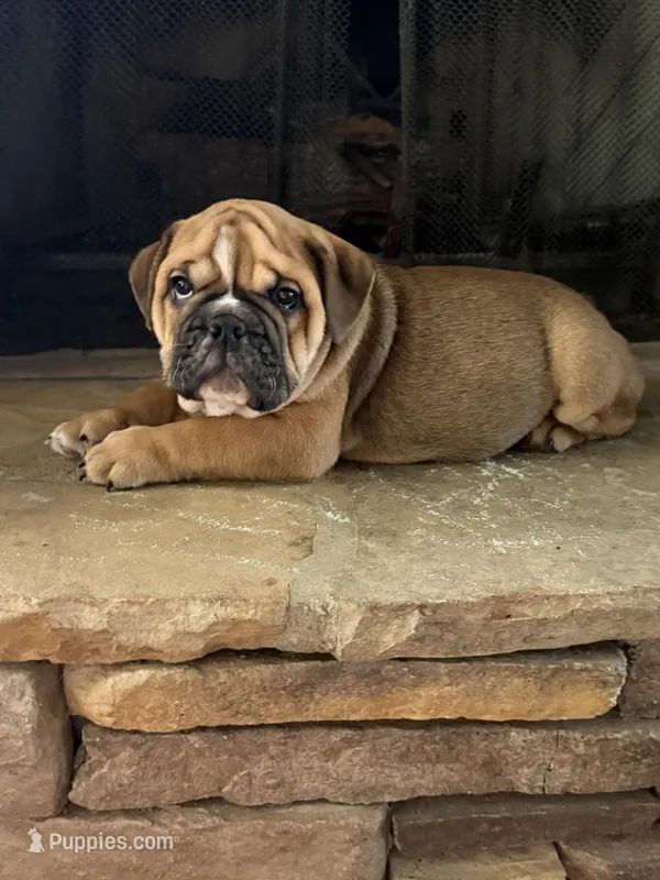 Hatch – English Bulldog puppy for sale in Monroe, GA