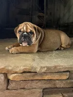 Hatch, a male English Bulldog for sale in Monroe, GA – Photo 1 of 5