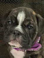 Ivy, a female English Bulldog for sale in Monroe, GA – Photo 1 of 5