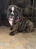 Ivy, a female English Bulldog for sale in Monroe, GA – Photo 4 of 5