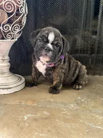 Ivy, a female English Bulldog for sale in Monroe, GA – Photo 3 of 5