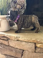 Ivy, a female English Bulldog for sale in Monroe, GA – Photo 5 of 5