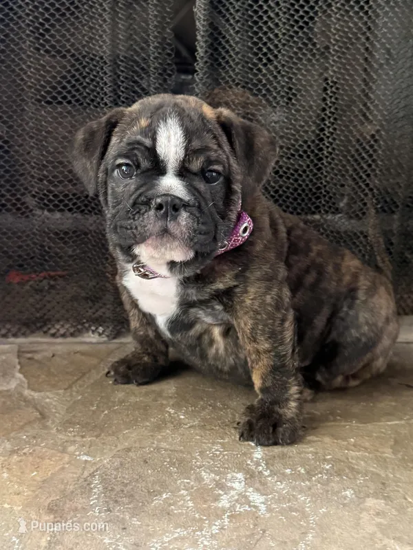Ivy – English Bulldog puppy for sale in Monroe, GA