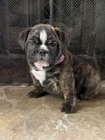 Ivy, a female English Bulldog for sale in Monroe, GA – Photo 2 of 5