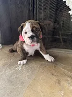 Tulip, a female English Bulldog for sale in Monroe, GA – Photo 5 of 6