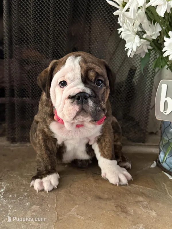 Tulip – English Bulldog puppy for sale in Monroe, GA