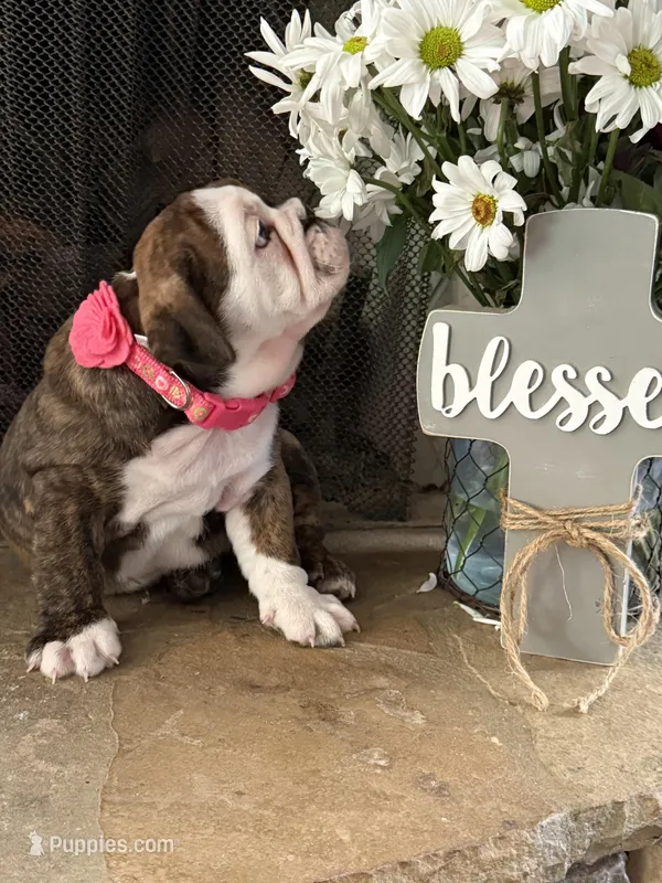 Tulip – English Bulldog puppy for sale in Monroe, GA