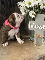 Tulip, a female English Bulldog for sale in Monroe, GA – Photo 3 of 6