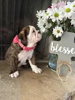 Tulip, a female English Bulldog for sale in Monroe, GA – Photo 2 of 6