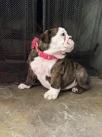 Tulip, a female English Bulldog for sale in Monroe, GA – Photo 6 of 6
