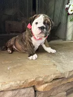 Tulip, a female English Bulldog for sale in Monroe, GA – Photo 4 of 6