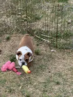 Abby, a female English Bulldog for sale in Monroe, GA – Photo 3 of 3