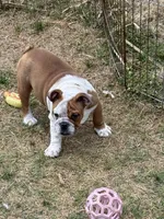 Abby, a female English Bulldog for sale in Monroe, GA – Photo 1 of 3