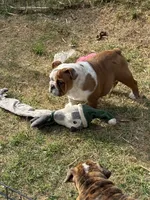 Abby, a female English Bulldog for sale in Monroe, GA – Photo 2 of 3