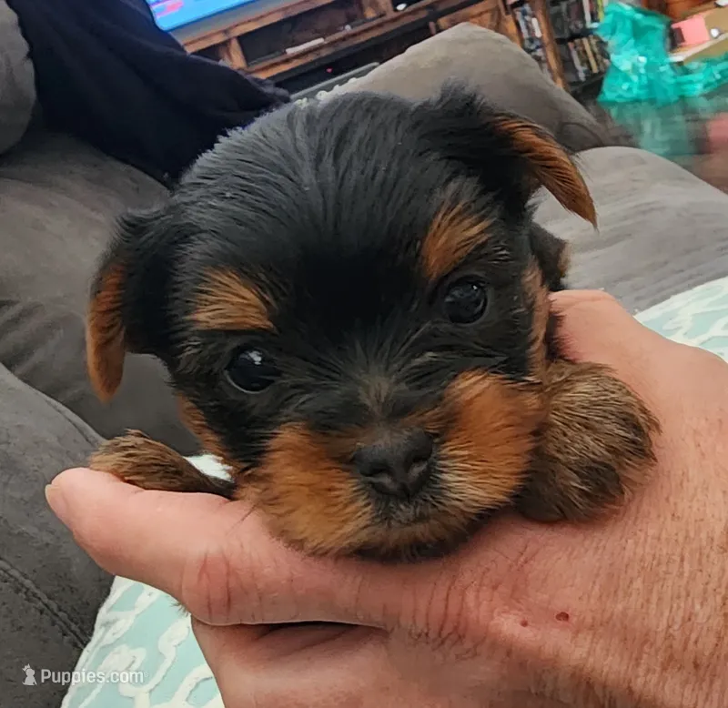 Teacup Yorkie – Yorkshire Terrier puppy for sale in Allensville, KY