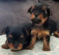 Teacup Yorkie, a female Yorkshire Terrier for sale in Allensville, KY – 5 of 7